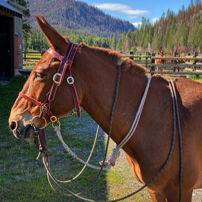 Military Style Bridle