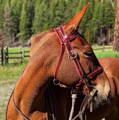 Military Style Bridle