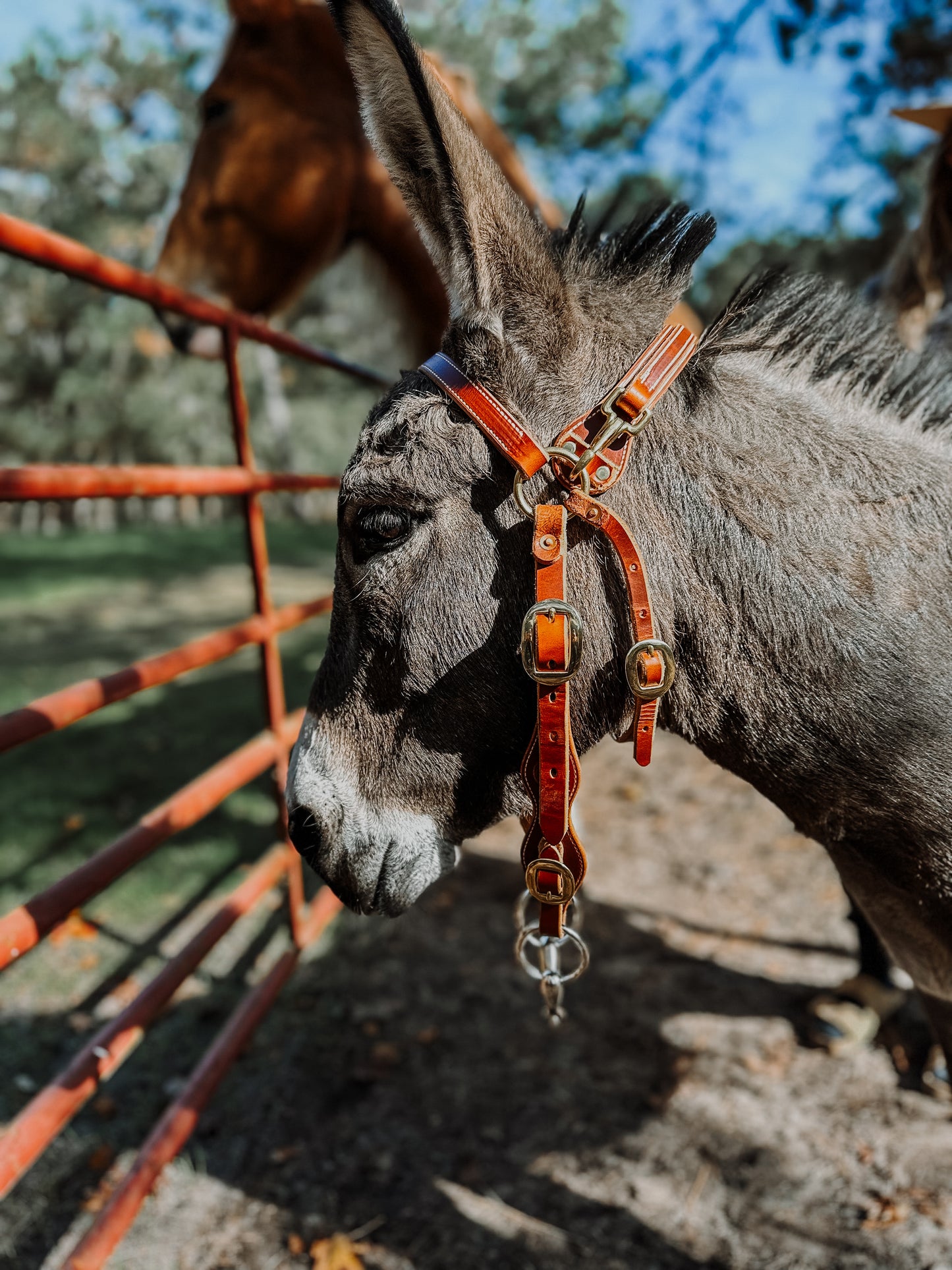 Mule Bridle