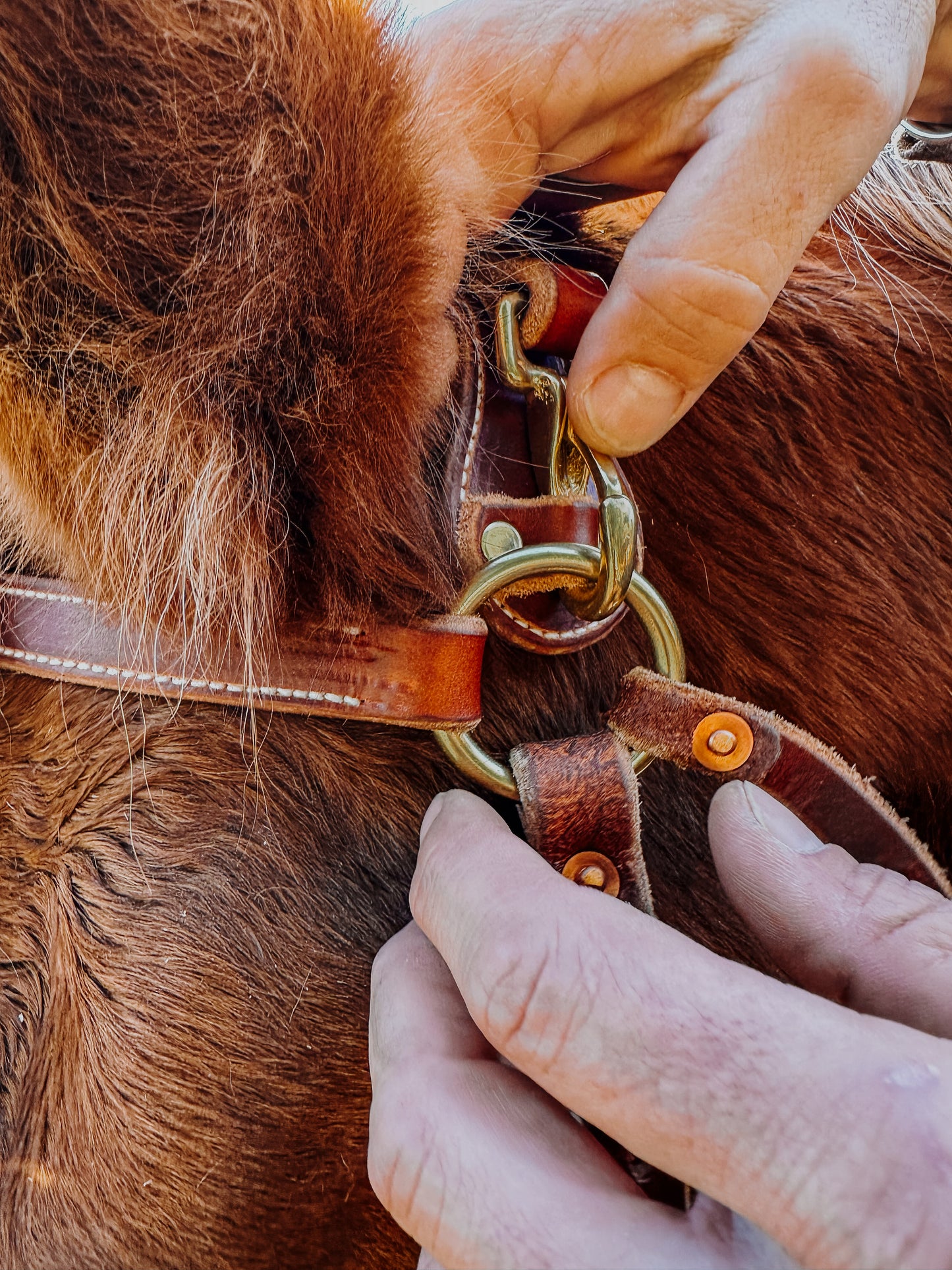 Mule Bridle