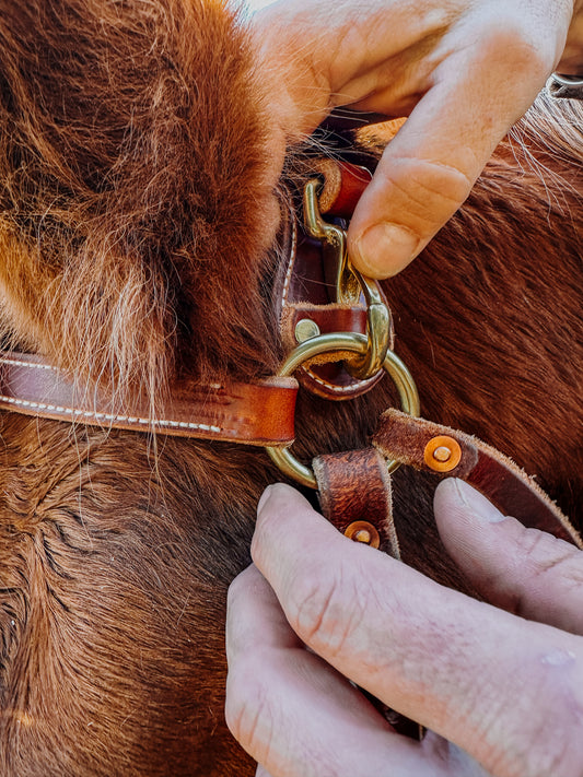 Mule Bridle
